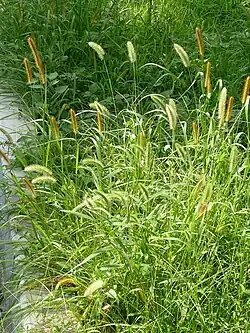 A mixed clump of Setaria pumila and Setaria viridis, Chiba Japan in 2008