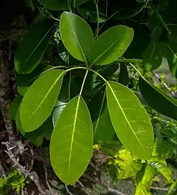 Leaves