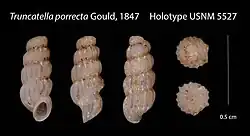 Taheitia porrecta snail