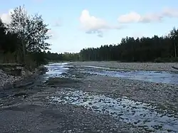 Tall Casuarina forest along the river in Manufahi in 2005