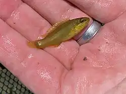 Juvenile, New York, USA