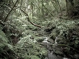 Pureora Forest Park, a subtropical rainforest in the North Island