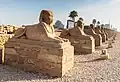 Luxor dromos, an avenue of human-headed sphinxes which once connected the temples of Karnak and Luxor.