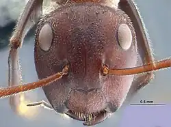 Head of Colobopsis explodens worker
