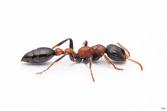 Tetraponera rufonigra (Arboreal Bicolor ant)