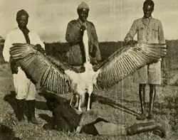 Large marabou stork, British East Africa