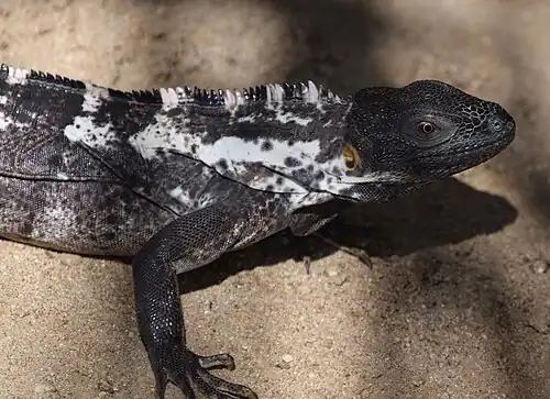 A female from Puerto Escondido, Oaxaca, Mexico (23 December 2016)
