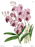 Queensland: Cooktown orchid