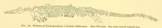 Drawing of an ichthyosaur skeleton on white background