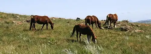 Wild Horses