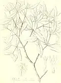 Botanical line drawing showing foliage and flowers. Plant labelled with obsolete name Daphne indica.