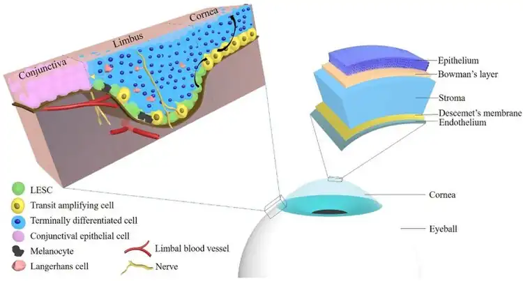 A diagram depicting the human eye below a drawing of the layered tissues of the epithelium, Bowman's layer, stroma, Descemet's membrane, and the endothelium. To the left is another drawing of the conjunctiva and limbus containing arrows showing the flow of cells from the limbus to the cornea.