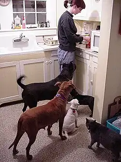 A person works in the kitchen while three dogs and a cat come up to her.