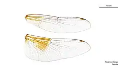 Female wings