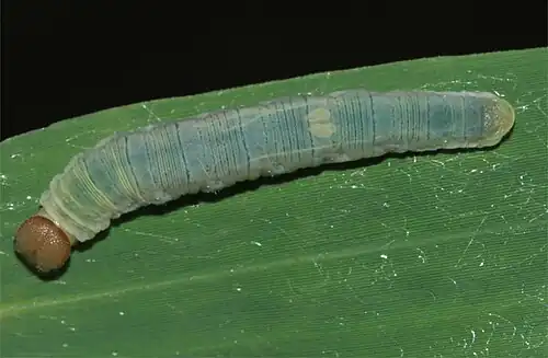 Larva