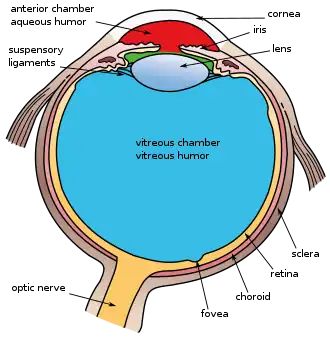 This image shows another labeled view of the structures of the eye.