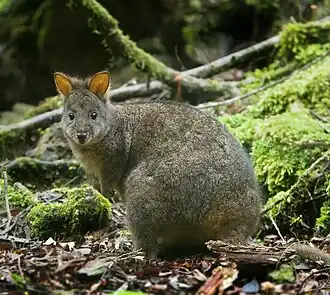 Brown pademelon