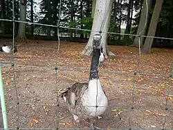 Giant Canada goose