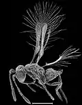 A small chalcidoid wasp (Tinkerbella nana). Scale bar 0.1&nbsp;mm