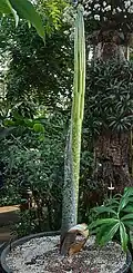 Leaf emerging, still tightly furled, nearly 2 m tall