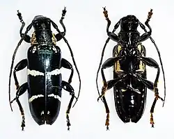 Tmesisternus schaumi obscurus