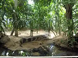 Crocodiles at Artis