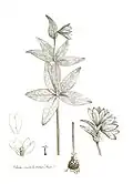 an illustration showing the flower