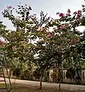 Tree in Kolkata, West Bengal, India.