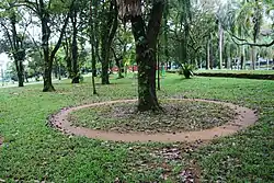 An eroded dirt path encircles a tree where upon people repeatedly walk.
