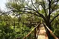 Treetop Boardwalk. All facilities at Mapungubwe National Park are wheelchair-friendly.