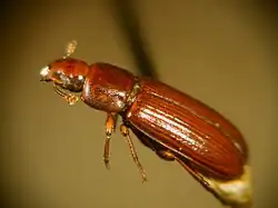 Photograph of flour beetles