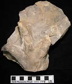 Inverted trace fossil of an unidentified tridactyl ornithopod