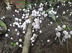 Trooping crumble caps