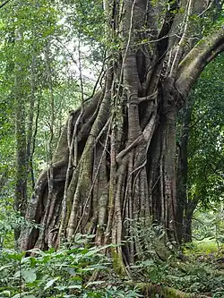 Convoluted trunk of banyan tree (Ficus religiosa)