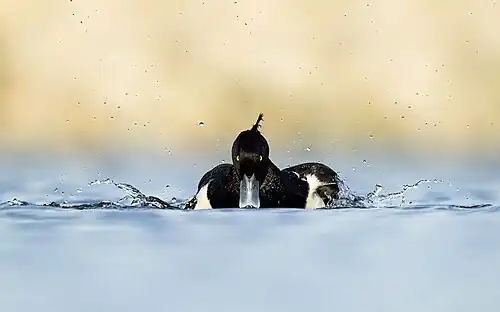 A tufted duck swimming in Nagadaha lake, Lalitpur, Nepal