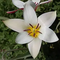 Each bisexual (perfect) tulip flower has both stamens and carpels.