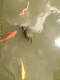 Mossy-backed turtle and koi in Lake Caroline