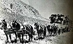 Twelve horse team, Pine Grove, 1880