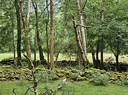 Two stone walls covered in moss in the ancient Nannau Deer Park