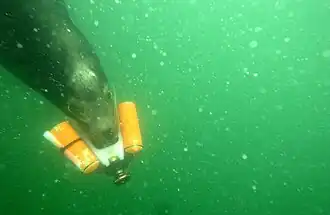 A swimming California sea lion holds a white and orange object in its mouth