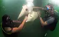 Divers releasing air from a lift bag underwater.