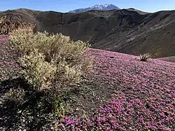 Ubehebe Crater during an April bloom