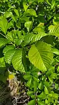 Leaves of Ulmus macrocarpa, Siberia