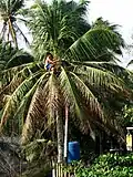 Gathering tuba from the coconut tree