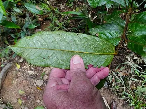 Underside of leaf