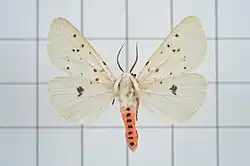 Spilosoma daitoensis