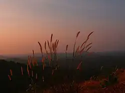 Valamangalam, Pulpetta