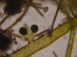 Vaucheria sp., sexual reproductive organs