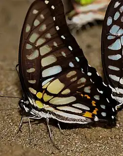 Veined jay (Graphium chiron)
