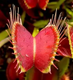 Insect-trapping leaf of a Venus flytrap